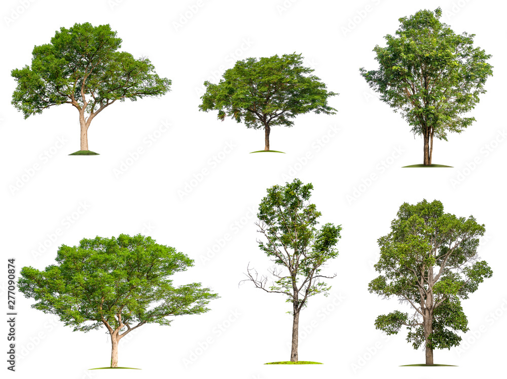 Poster isolated big tree on white background, full resolution tree in big collection