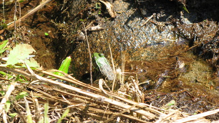 frog in marsh