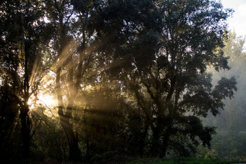 Naklejka premium Sun in the forest