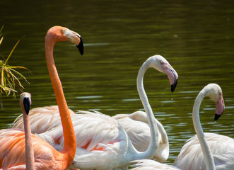 Flamingos in Vinpearl Safari zoo park, Phu Quoc, Vietnam