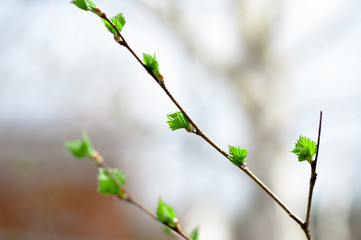 Young leaves on a birch tree