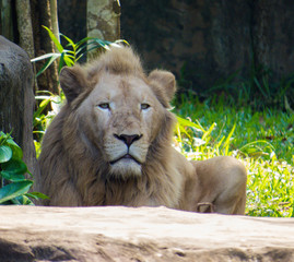 Fototapeta na wymiar Lion in the nature