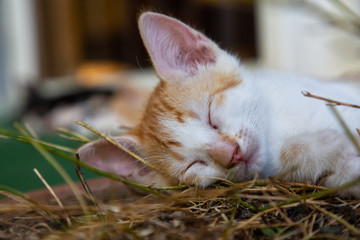 Cute little Kitten sleeping. Taken in Trinidad, Cuba.