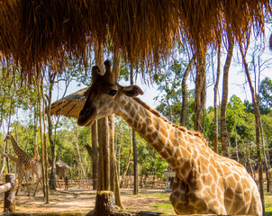 Giraffes in zoo park