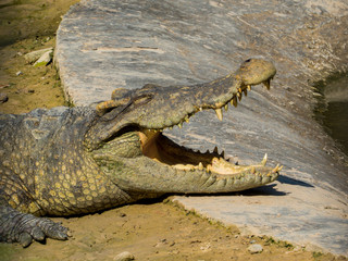 Crocodile Portrait Close Up