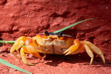 Close up Macro picture of a little crab in the sunshine. Taken at Ancon Beach, Trinidad, Cuba.