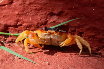 Close up Macro picture of a little crab in the sunshine. Taken at Ancon Beach, Trinidad, Cuba.