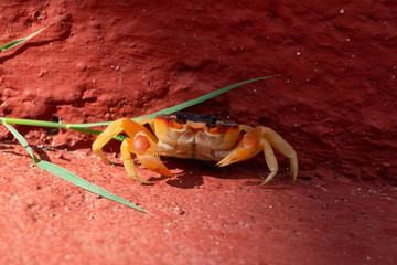 Close up Macro picture of a little crab in the sunshine. Taken at Ancon Beach, Trinidad, Cuba.