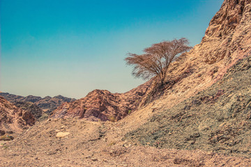 lonely tree on hill of dry dead desert dramatic rocky scenery landscape global warming and climate changes concept nature photography 