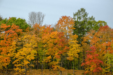 Forest wall of autumn trees on the high Bank playing with colored paints