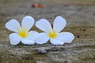 Fototapeta na wymiar White yellow plumeria flower falling from the tree into cement walkway with rough surface background 