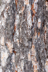 Ukraine, Kiev, dextura bark background