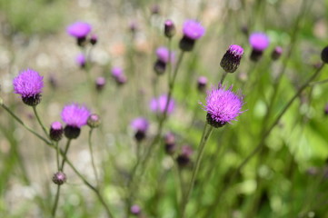 Fototapeta premium Closeup Cirisium pannonicum called also plum thistle with blurred background in summer garden