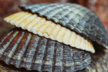  Ukraine, Kiev seashells from the black sea