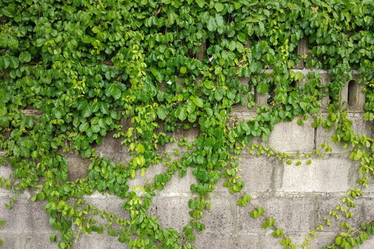 Green plant climbing cement wall texture background.