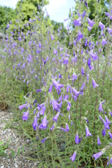 Obraz premium Closeup campanula sibirica with blurred background in summer garden