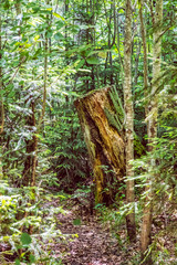 Tree stump, Hrb hill, Vepor mountains, Polana, Slovakia © vrabelpeter1