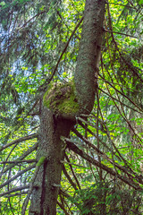 Curious tree, Hrb hill, Vepor mountains, Polana, Slovakia © vrabelpeter1