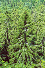Coniferous forest, Hrb hill, Vepor mountains, Polana, Slovakia © vrabelpeter1