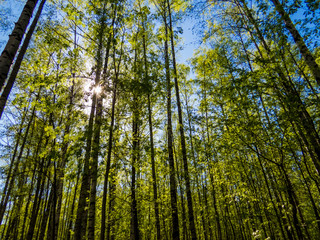 Fototapeta premium Birch Trees Forest