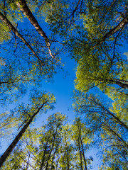 Birch Trees Forest