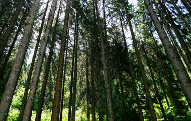 Wald