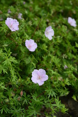 Closeup Linum hirsutum called also downy flax with blurred background in summer field