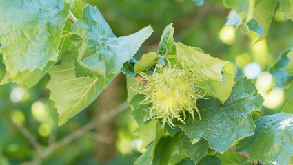 Corylus colurna - Die Baumhasel oder Türkische Haselnuss