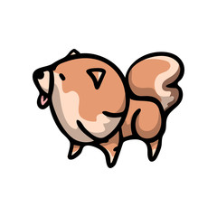 Cute red japan spitz dog looking at bird