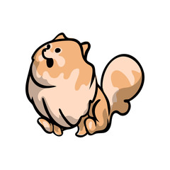 Funny spitz dog stay at room floor, waiting