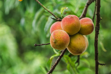 peaches on a branch