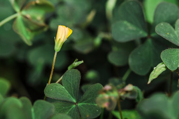 flower oksalis