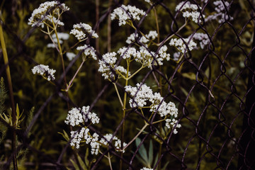 flowers in garden