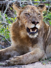 Lioness closeup lying down