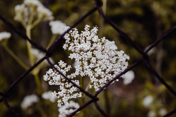 white flowers in spring