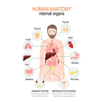 Anatomy of human body. internal organs of male.