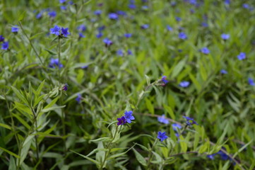 Closeup lithospermum purpurocaeruleum called also purple gromwell with blurred background in summer garden