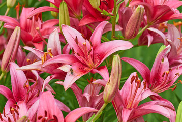 Obraz premium Lily Flower
