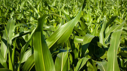Summer natural background of green leaves of corn.