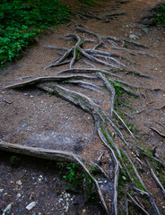 Wurzeln auf dem Boden