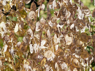 Einjähriges Silberblatt oder Garten-Silberblatt (Lunaria annua)