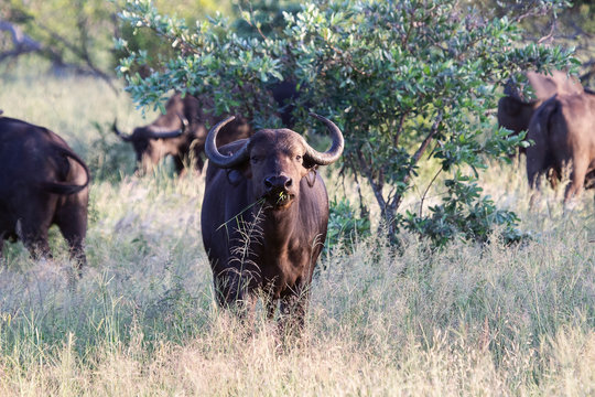 Herd of African Buffalo