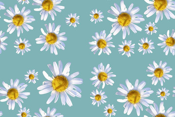 Obraz premium Photorealistic Daisy flowers seamless pattern on turquoise background.