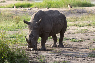 Obraz premium Rhinoceros standing still