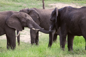 Naklejka na ściany i meble Herd of African Elephants