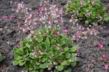 Closeup saxifraga urbium known as London pride with blurred background in garden