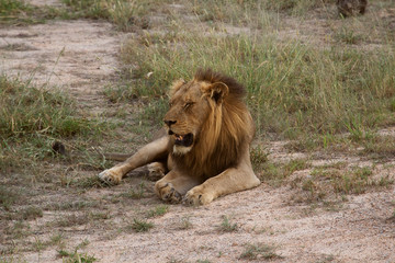 Obraz na płótnie Canvas Male Lion lying on the ground