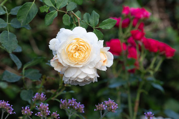 englische Rose Emanuel in Cremeweiß