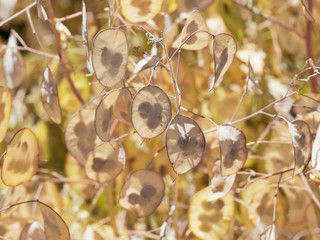 (Lunaria annua) Reife Schötchen Einjähriges Silberblatt oder Garten-Silberblatt