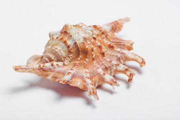 Ocean shell close up on white background